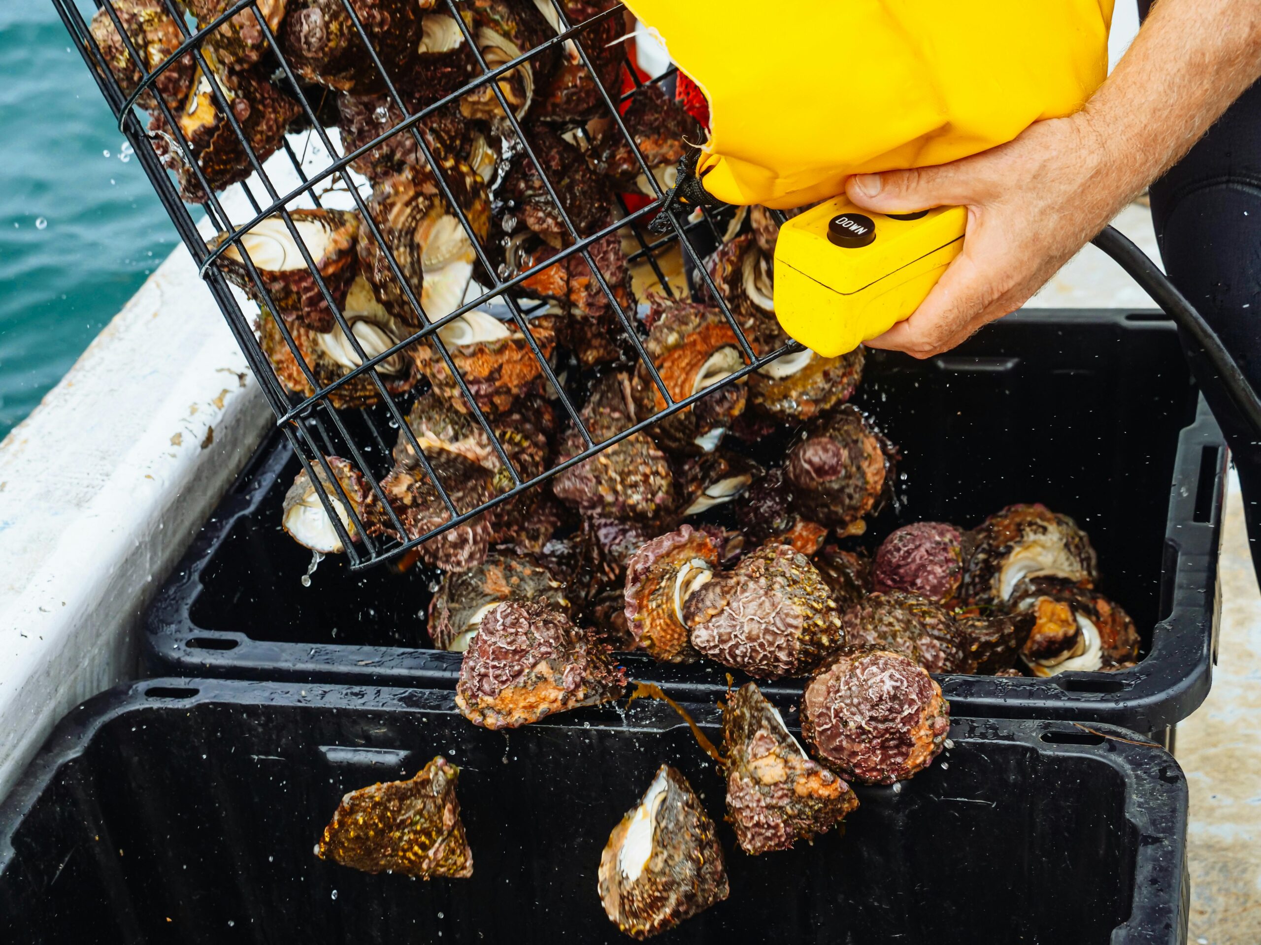 Deep Sea Fishing Ventures 